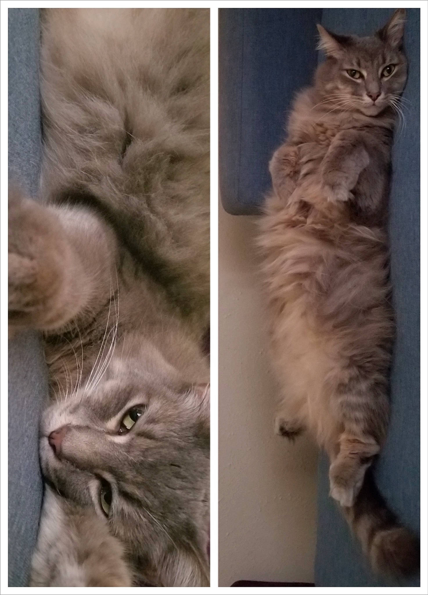 Luna Moon joined the competition — help win amazing prizes! beauty, brown, carnivore, cat, ear, fawn, felidae, fur, gesture, liver, organism, paw, photograph, small_to_medium_sized_cats, snapshot, snout, tail, terrestrial_animal, whiskers, wrinkle