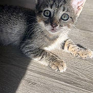 Chicken Fry joined the competition — help win amazing prizes! kitten, cat, tabby, pet, animal, feline, young, cute, whiskers, ears, paws, floor, wood, sunlight, indoor, domestic, fur, small, lying, curious