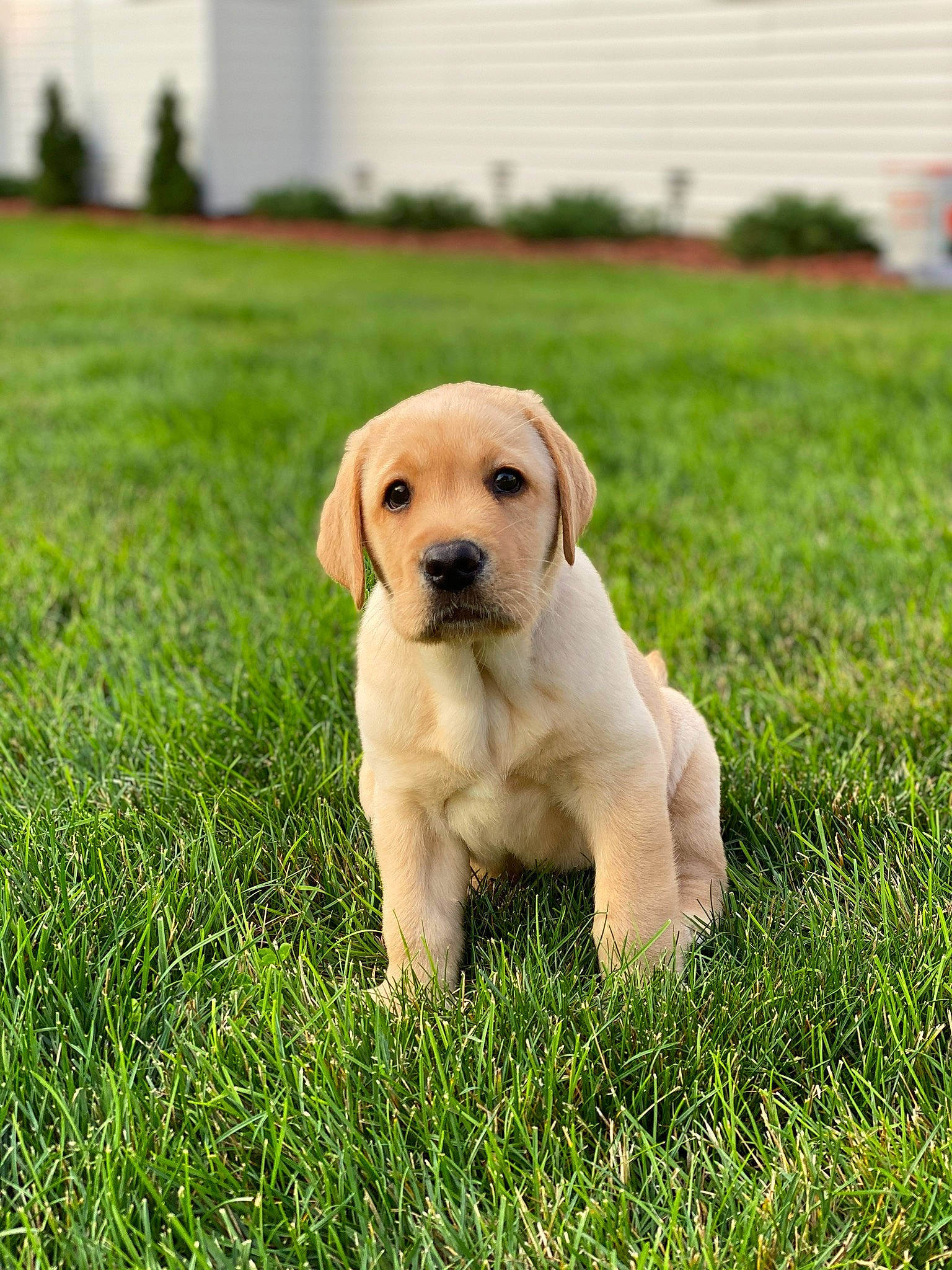 Kairo joined the competition — help win amazing prizes! beagador, canidae, carnivore, companion_dog, dog, dog_breed, fawn, golden_retriever, grass, labrador_retriever, lawn, mammal, plant, puggle, puppy, retriever, snout, sporting_group, vertebrate, yellow