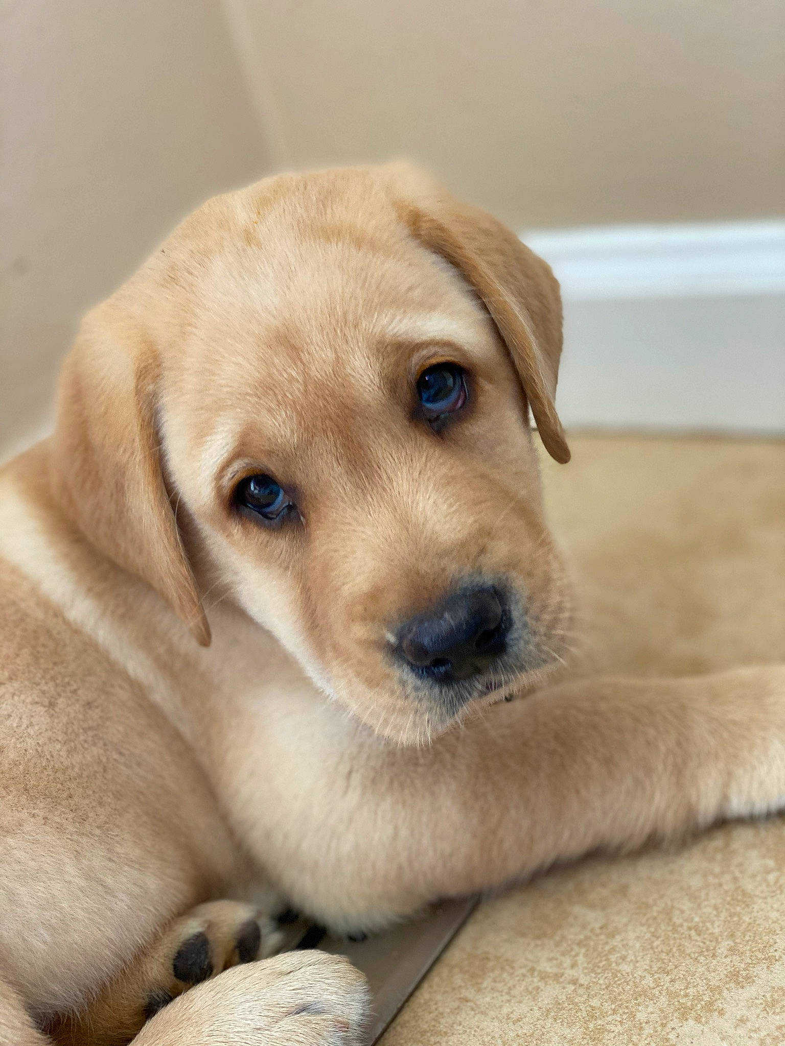 Kairo joined the competition — help win amazing prizes! beagador, broholmer, canidae, carnivore, companion_dog, dog, dog_breed, fawn, golden_retriever, labrador_retriever, mammal, nose, puppy, puppy_love, rare_breed_dog, retriever, snout, sporting_group, vertebrate, whiskers