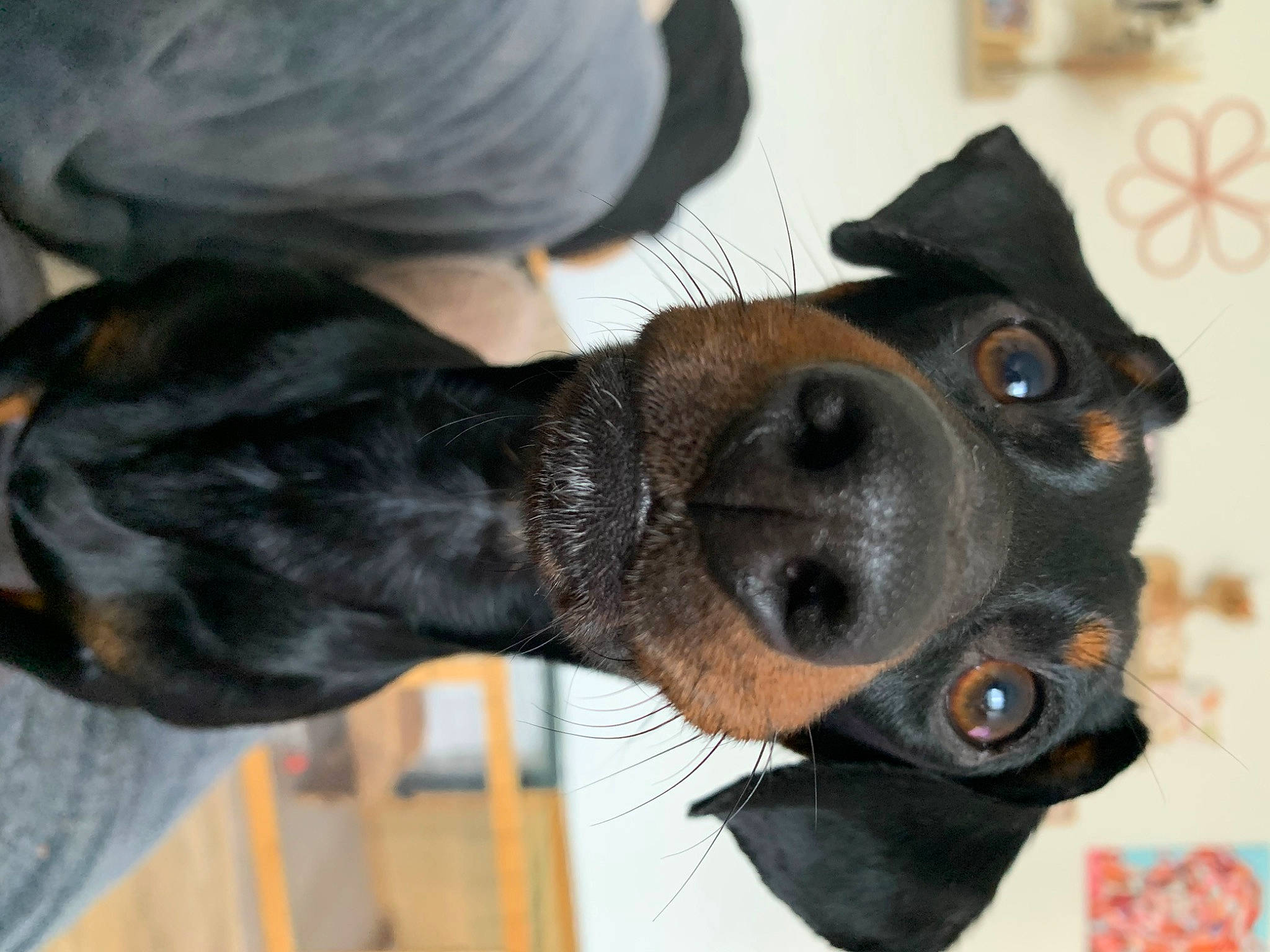 Bruno participe au concours pour gagner de l'argent avec cette photo : canidae, carnivore, collar, companion_dog, dog, dog_breed, ear, fawn, fur, gesture, guard_dog, mammal, non_sporting_group, paw, snout, sporting_group, vertebrate, whiskers, working_animal, working_dog