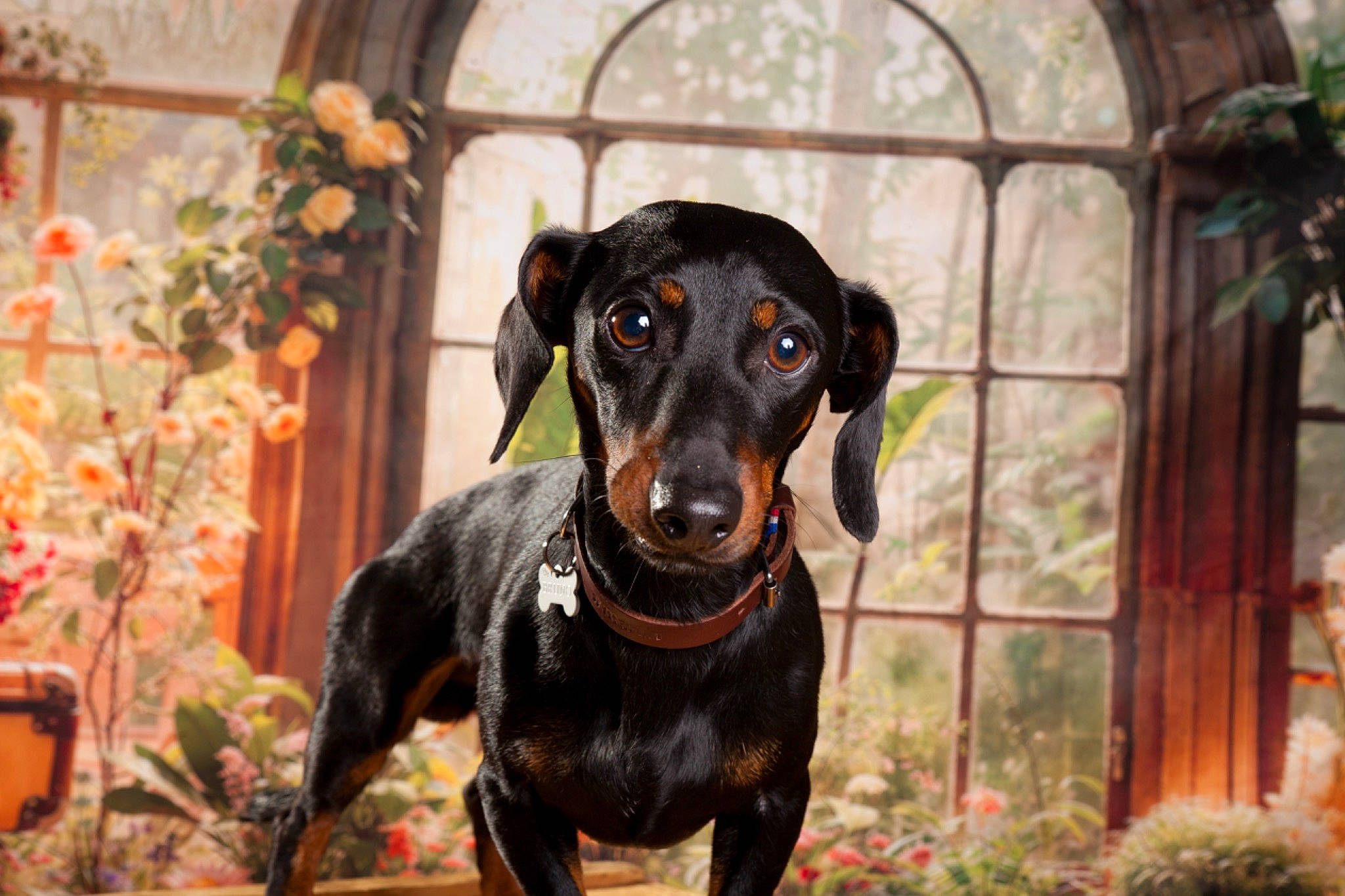 Bruno a rejoint le concours — aidez-le/la à gagner de superbes lots ! canidae, carnivore, collar, companion_dog, dobermann, dog, dog_breed, fawn, guard_dog, hound, houseplant, liver, montenegrin_mountain_hound, plant, snout, sporting_group, terrestrial_animal, whiskers, window, working_animal