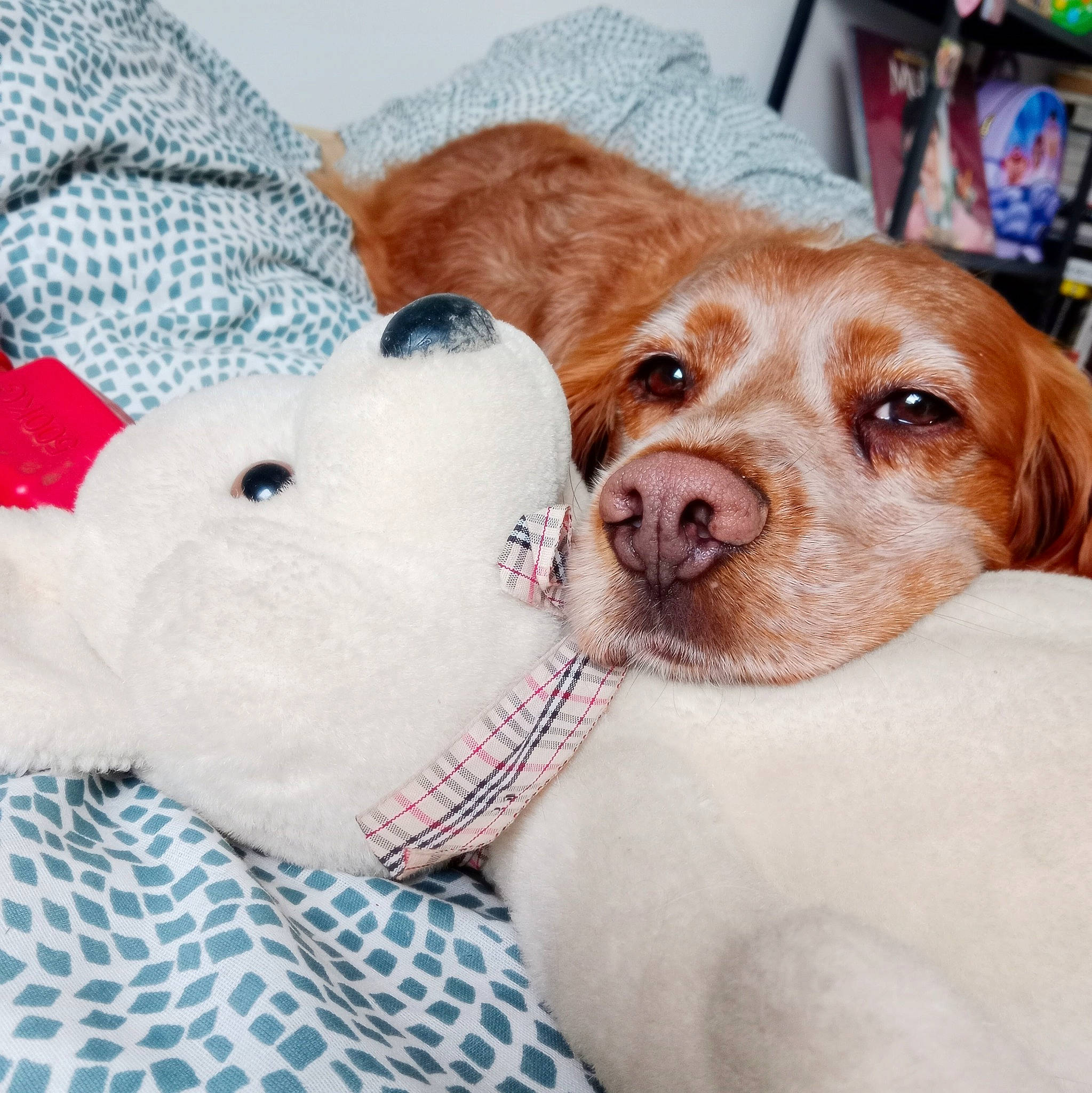 Rouky participe au concours pour gagner de l'argent avec cette photo : canidae, carnivore, comfort, companion_dog, couch, dog, dog_breed, dog_supply, fawn, fur, linens, liver, pattern, selfie, snout, sporting_group, stuffed_toy, toy, whiskers, working_animal