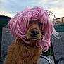Rouky a rejoint le concours — aidez-le/la à gagner de superbes lots ! dog, pink_wig, outdoor, furniture, pet, costume, animal, golden_fur, chair, playful, portrait, funny, canine, pavement, evening, cloudy_sky, expression, pet_costume, hair_wig, sitting