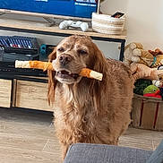 Rouky a rejoint le concours — aidez-le/la à gagner de superbes lots ! dog, golden_retriever, indoor, living_room, floor, wooden_floor, tv, game_controller, basket, dog_toy, chew_treat, pet, fur, brown, furniture, couch, remote_control, entertainment_center, happy, animal