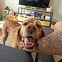 Rouky participe au concours pour gagner de l'argent avec cette photo : dog, golden_retriever, pet, smiling, happy, living_room, tattoo, couch, furniture, television, basket, toys, sunlight, indoor, person, hand, home, animal, close_up, relaxing