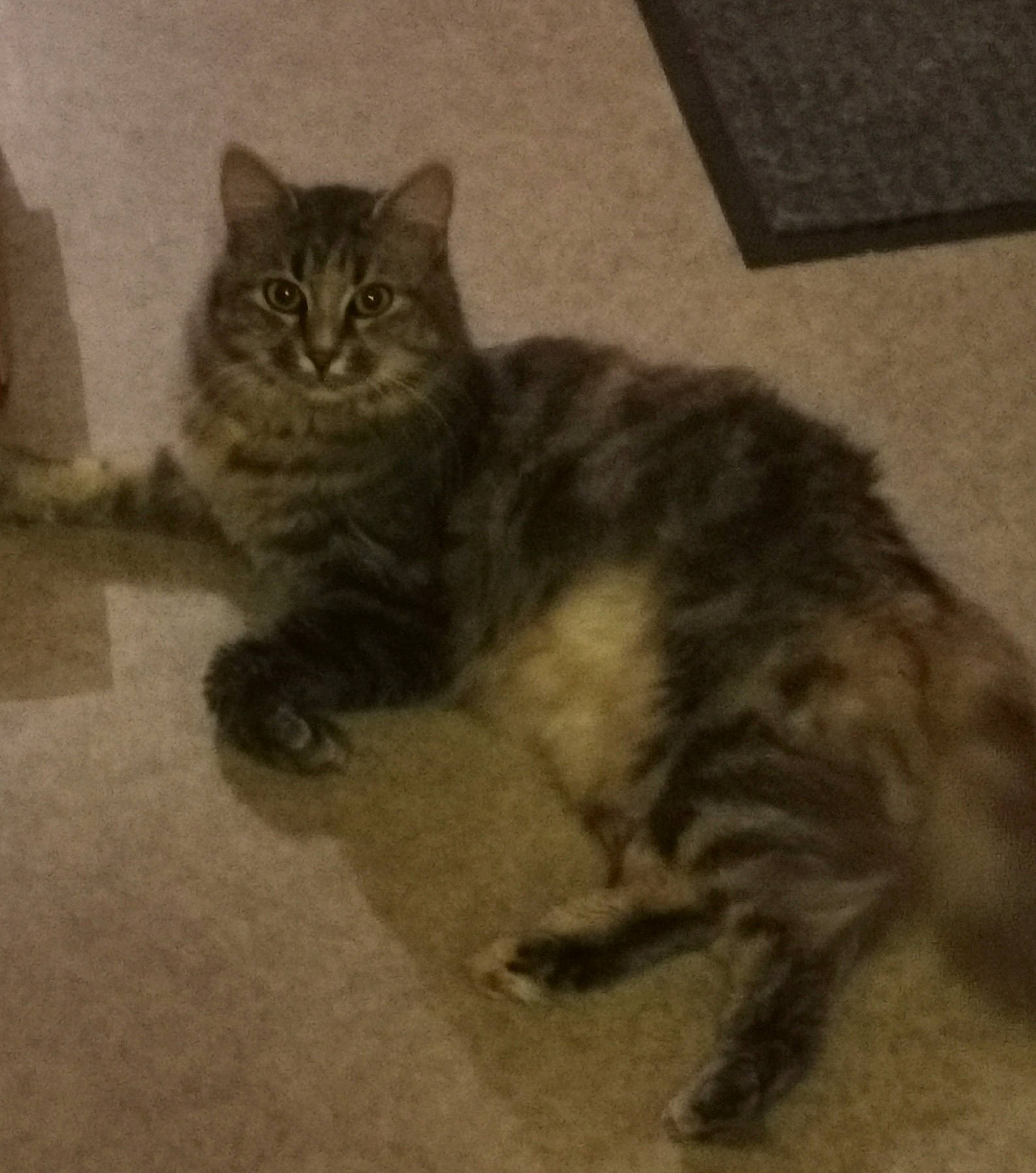 Tibou participe au concours pour gagner de l'argent avec cette photo : carnivore, cat, claw, comfort, domestic_short_haired_cat, fawn, felidae, flooring, fur, grey, paw, sitting, small_to_medium_sized_cats, snout, tail, terrestrial_animal, whiskers