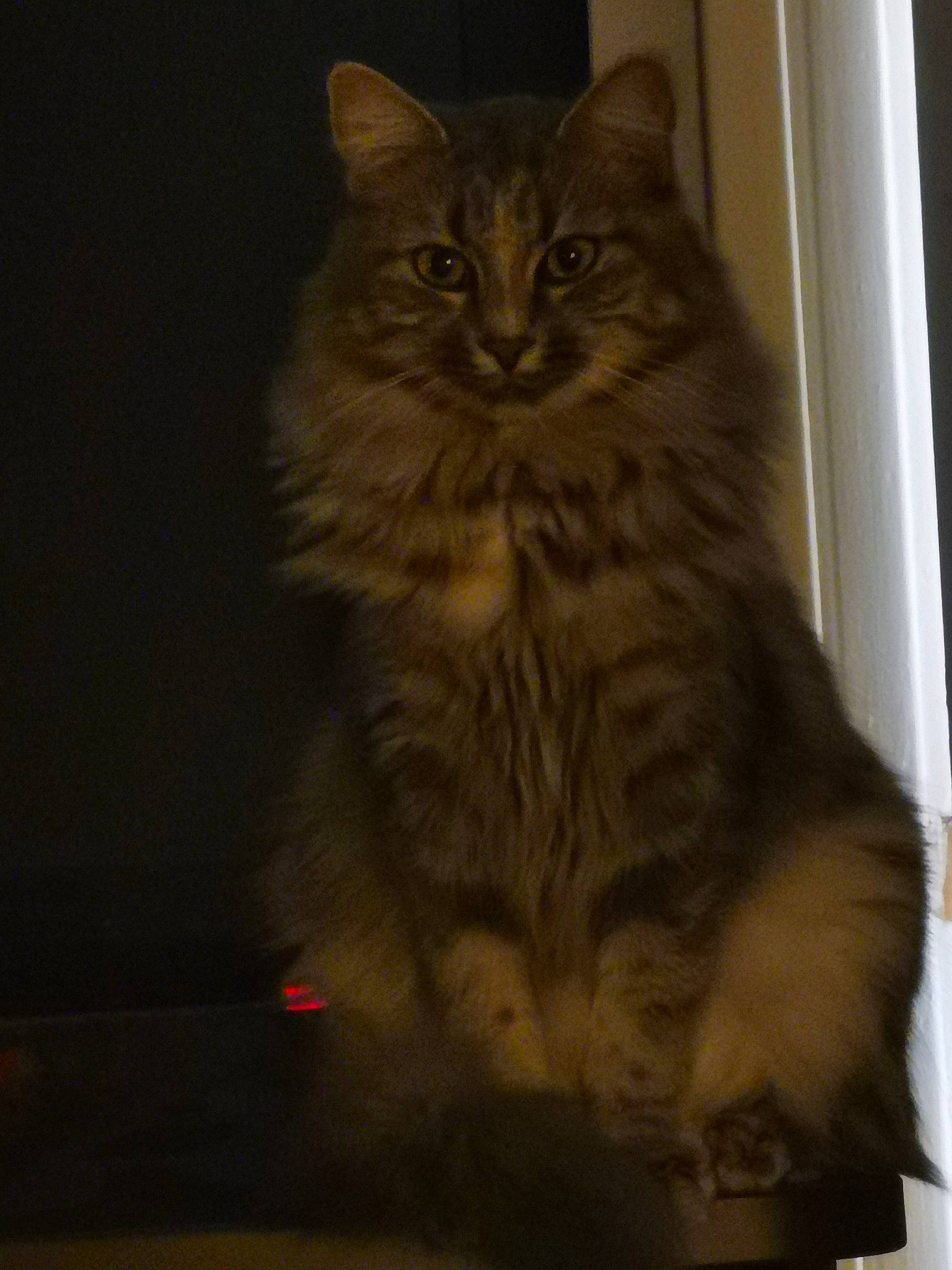 Tibou participe au concours pour gagner de l'argent avec cette photo : box, british_longhair, carnivore, cat, darkness, domestic_short_haired_cat, felidae, fur, maine_coon, paw, sitting, small_to_medium_sized_cats, snout, tail, terrestrial_animal, whiskers, wood