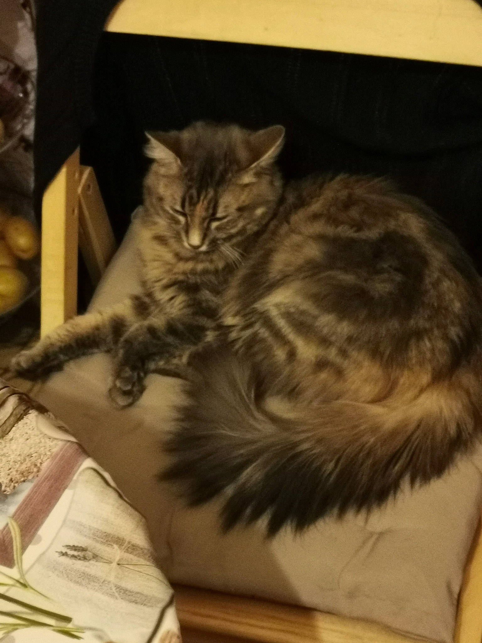 Tibou participe au concours pour gagner de l'argent avec cette photo : box, cardboard, carnivore, cat, claw, comfort, domestic_short_haired_cat, drawer, felidae, fur, lap, mammal, paper_product, paw, small_to_medium_sized_cats, snout, tail, terrestrial_animal, whiskers