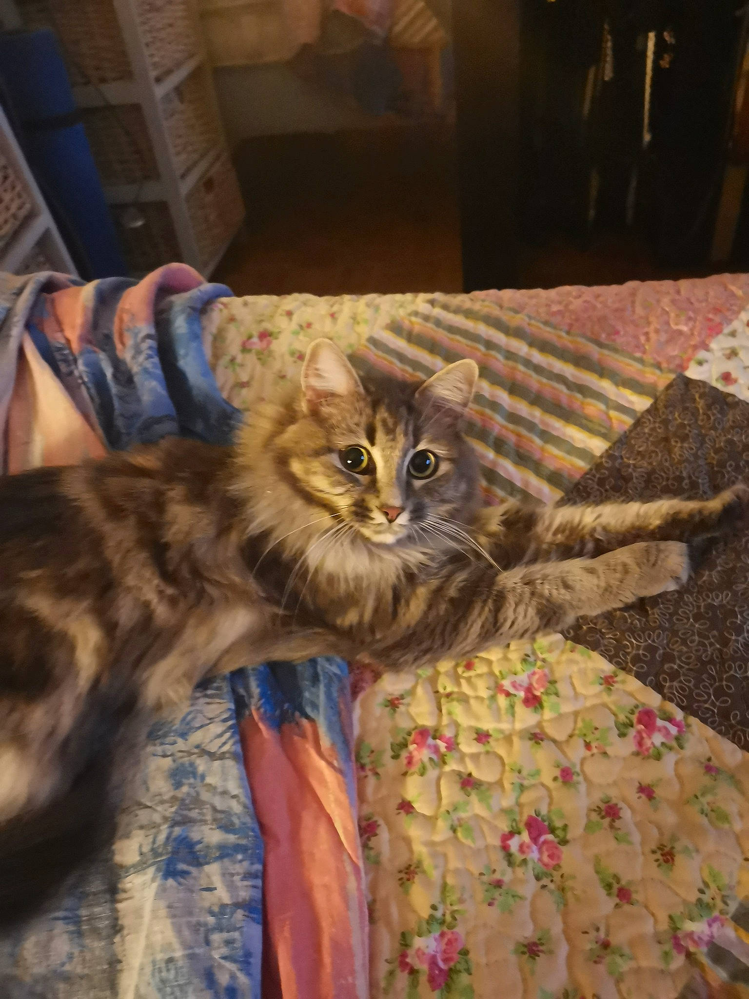 Tibou a rejoint le concours — aidez-le/la à gagner de superbes lots ! carnivore, cat, chair, claw, comfort, domestic_short_haired_cat, fawn, felidae, flooring, fur, hardwood, hat, linens, maine_coon, small_to_medium_sized_cats, table, tail, terrestrial_animal, whiskers, wood