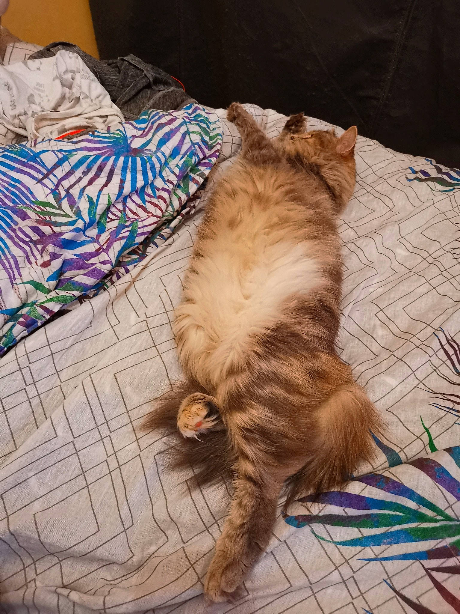 Tibou a rejoint le concours — aidez-le/la à gagner de superbes lots ! carnivore, cat, claw, comfort, companion_dog, domestic_short_haired_cat, fawn, felidae, flooring, fur, nap, paw, small_to_medium_sized_cats, tail, terrestrial_animal, vehicle, whiskers, wood