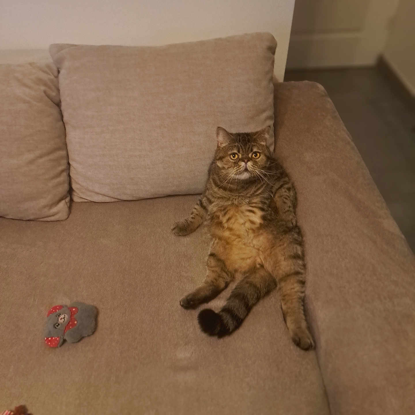 Pepere a rejoint le concours — aidez-le/la à gagner de superbes lots ! cat, tabby, pet, animal, sofa, couch, cushions, living_room, indoor, lounging, sitting, relaxed, brown_fur, striped_fur, green_eyes, whiskers, toy, stuffed_toy, home, portrait