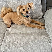 Cody joined the competition — help win amazing prizes! blanket, collar, cozy, dog, ears, fur, furniture, home_decor, indoor, living_room, looking_at_camera, lying_down, paw, pet, portrait, quilt, relaxed, small_dog, sofa, tail