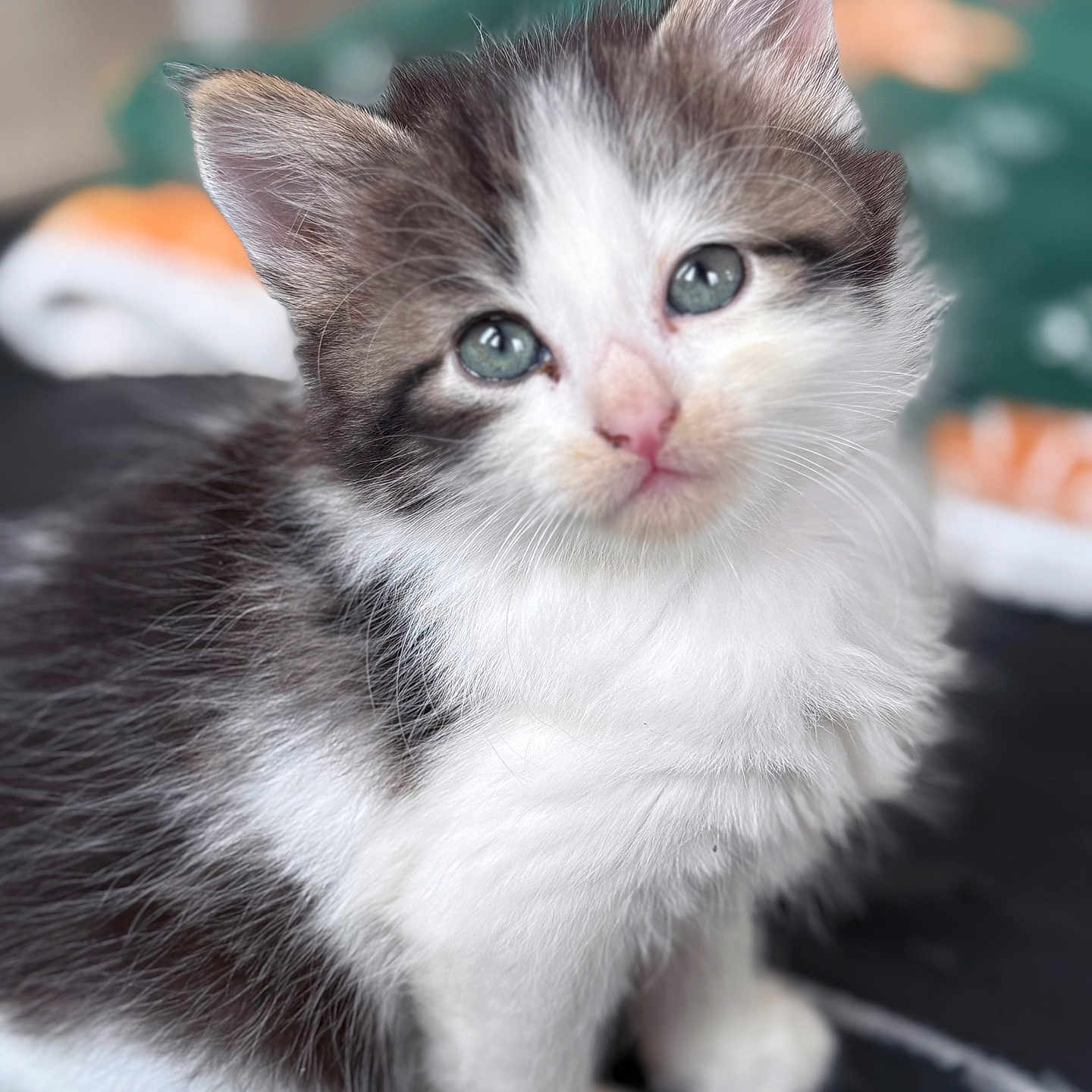 Minette