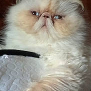 Teo a rejoint le concours — aidez-le/la à gagner de superbes lots ! cat, fluffy, cream_color, flat_face, pet, animal, indoor, feline, close_up, relaxed, cute, fur, whiskers, paw, expression, laying_down, texture, soft, looking_away, domestic