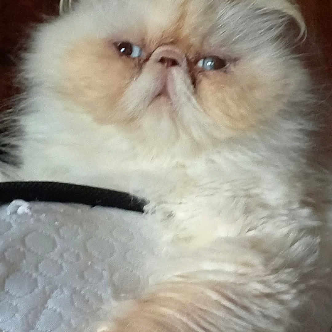 Teo a rejoint le concours — aidez-le/la à gagner de superbes lots ! animal, cat, close_up, cream_color, cute, domestic, expression, feline, flat_face, fluffy, fur, indoor, laying_down, looking_away, paw, pet, relaxed, soft, texture, whiskers