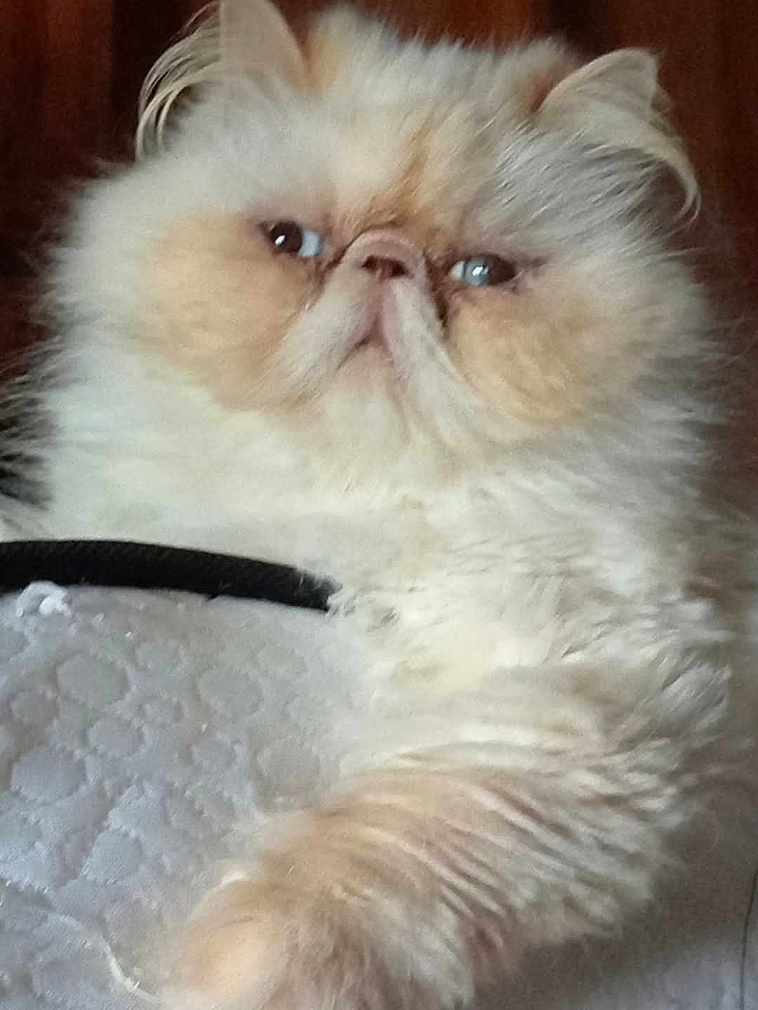 Teo a rejoint le concours — aidez-le/la à gagner de superbes lots ! cat, fluffy, cream_color, flat_face, pet, animal, indoor, feline, close_up, relaxed, cute, fur, whiskers, paw, expression, laying_down, texture, soft, looking_away, domestic