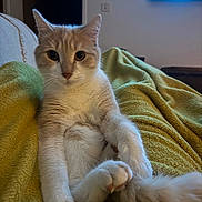 Anakin Chacha a rejoint le concours — aidez-le/la à gagner de superbes lots ! animal, blurred_background, cat, closeup, cozy, cute, domestic_animal, feline, fur, indoor, living_room, orange_and_white, paw, pet, relaxed_pose, sitting, soft_lighting, television, whiskers, yellow_blanket