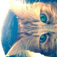 Homer a rejoint le concours — aidez-le/la à gagner de superbes lots !