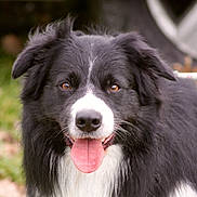 Printer participe au concours pour gagner de l'argent avec cette photo : animal, black_and_white, border_collie, canine, close_up, dog, ears, face, friendly, fur, grass, happy, leash, mammal, nature, outdoor, pet, portrait, tongue, tongue_out