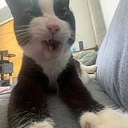 Gatsby is registered to the contest to win money with this photo: animal, black_and_white, cat, cat_tree, close_up, couch, cozy, domestic, feline, fur, home, indoor, living_room, mouth_open, paw, pet, relaxed, stretching, whiskers, window_shade