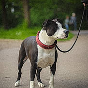 Merveille a rejoint le concours — aidez-le/la à gagner de superbes lots ! alert, animal, black_and_white, blurred_background, canine, collar, daytime, dog, domestic_animal, greenery, leash, mammal, nature, outdoor, park, pathway, pet, side_view, standing, walking