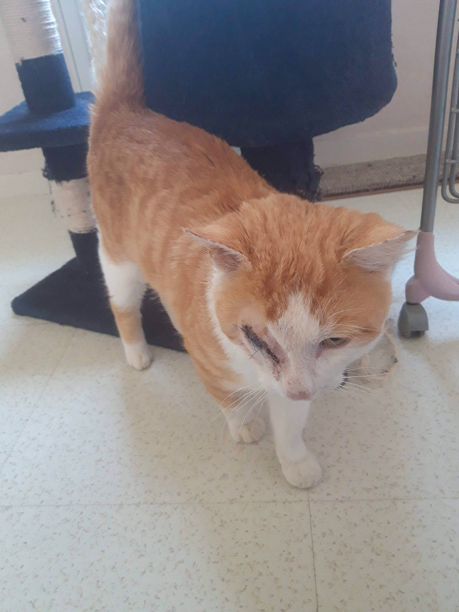 Pollux participe au concours pour gagner de l'argent avec cette photo : aegean_cat, carnivore, cat, domestic_short_haired_cat, european_shorthair, fawn, felidae, floor, flooring, fur, german_rex, kitten, mammal, ojos_azules, paw, polydactyl_cat, small_to_medium_sized_cats, tabby_cat, tail, whiskers