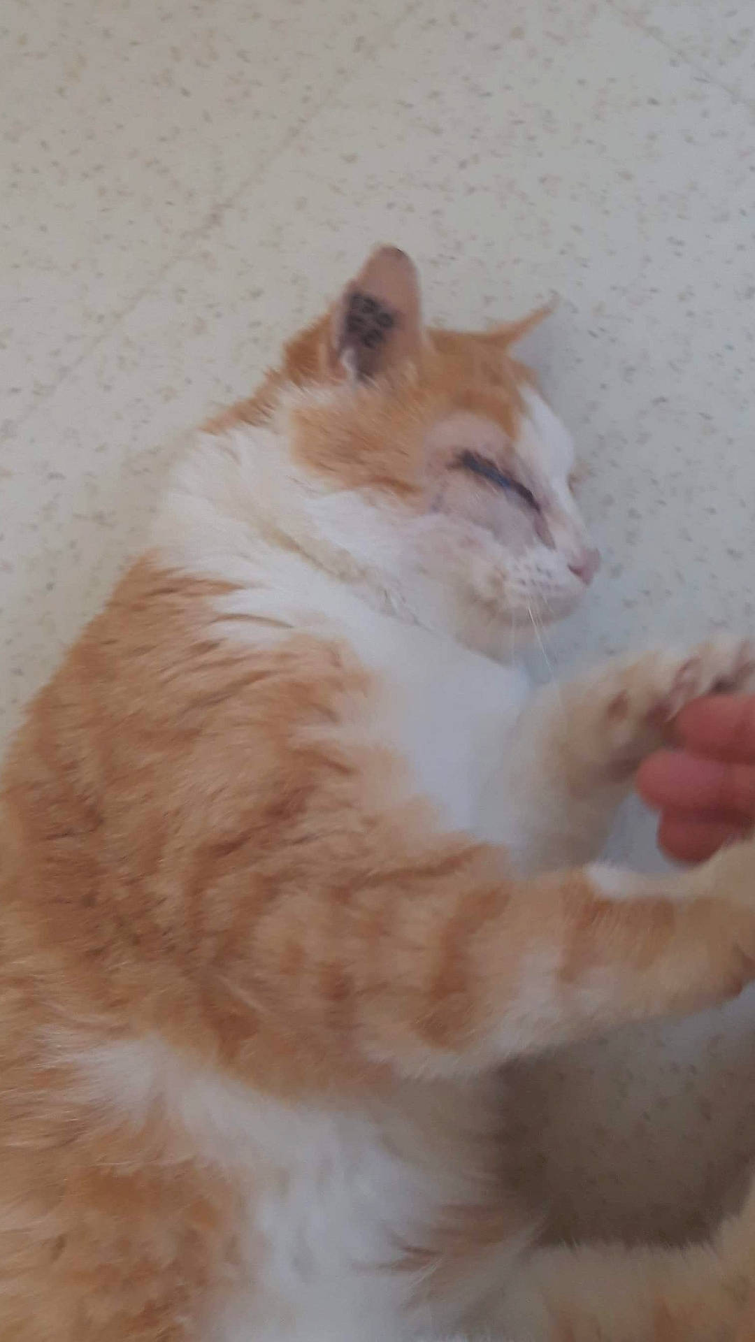 Pollux a rejoint le concours — aidez-le/la à gagner de superbes lots ! aegean_cat, carnivore, cat, domestic_long_haired_cat, domestic_short_haired_cat, eye, felidae, german_rex, iris, kitten, mammal, nose, ojos_azules, polydactyl_cat, ragamuffin, ragdoll, small_to_medium_sized_cats, snout, turkish_van, whiskers