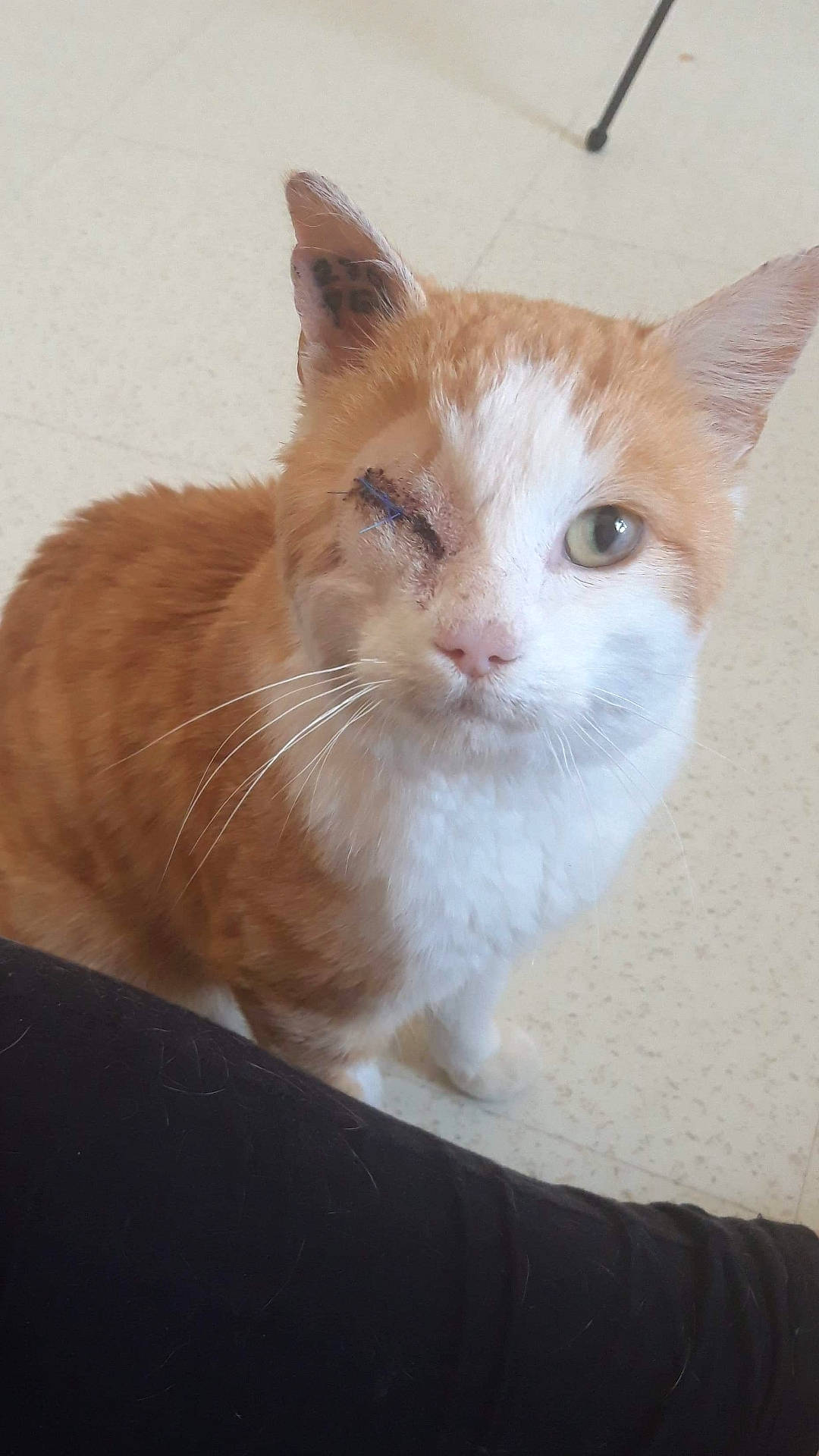 Pollux a rejoint le concours — aidez-le/la à gagner de superbes lots ! aegean_cat, american_wirehair, arabian_mau, carnivore, cat, domestic_short_haired_cat, european_shorthair, fawn, felidae, german_rex, kitten, mammal, ojos_azules, small_to_medium_sized_cats, snout, whiskers