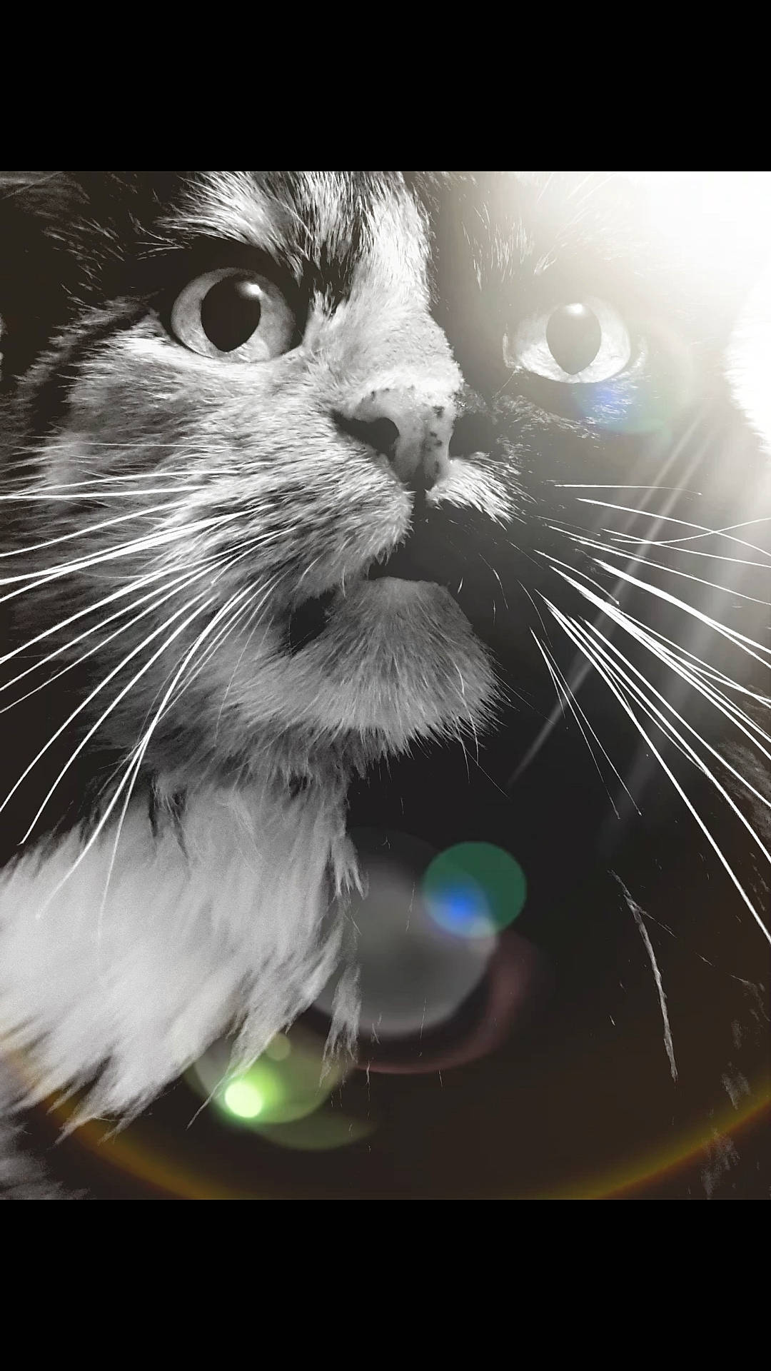 Calinette participe au concours pour gagner de l'argent avec cette photo : black_and_white, carnivore, cat, close_up, domestic_short_haired_cat, eye, felidae, fur, kitten, macro_photography, nose, organ, photography, small_to_medium_sized_cats, snout, whiskers