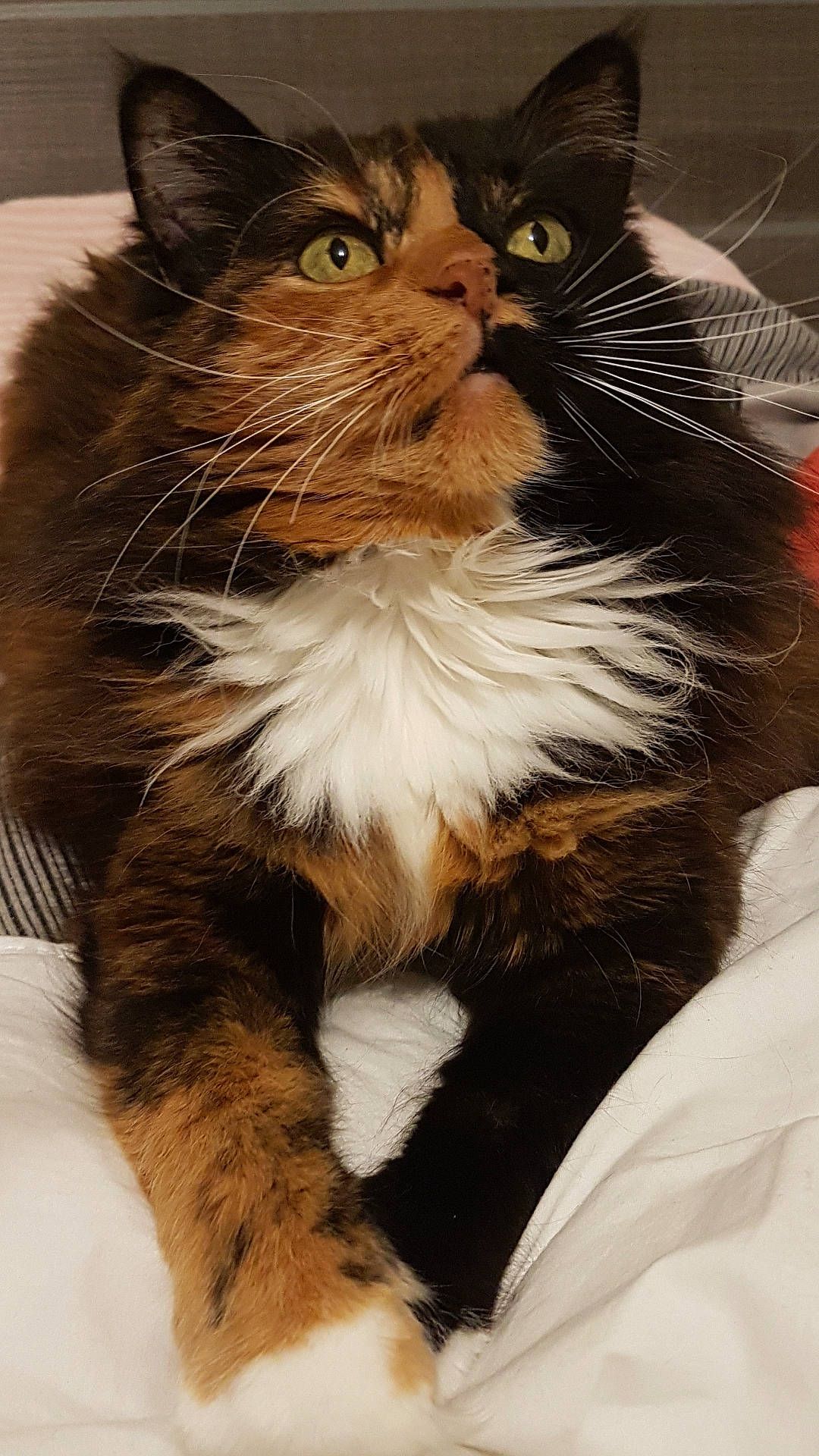 Calinette participe au concours pour gagner de l'argent avec cette photo : american_wirehair, asian, british_semi_longhair, carnivore, cat, claw, domestic_long_haired_cat, domestic_short_haired_cat, european_shorthair, eye, felidae, fur, kitten, maine_coon, mammal, norwegian_forest_cat, polydactyl_cat, small_to_medium_sized_cats, snout, whiskers