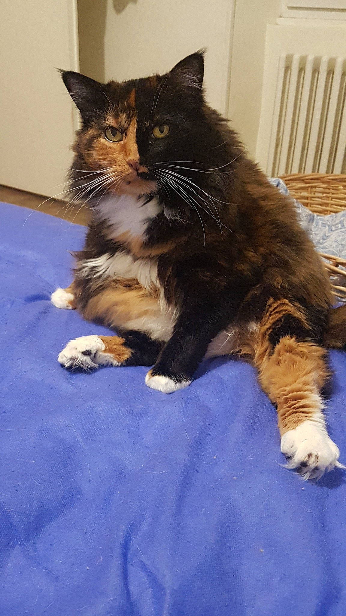 Calinette participe au concours pour gagner de l'argent avec cette photo : british_semi_longhair, carnivore, cat, claw, cymric, domestic_long_haired_cat, domestic_short_haired_cat, felidae, fur, kitten, kurilian_bobtail, maine_coon, mammal, norwegian_forest_cat, paw, polydactyl_cat, ragamuffin, small_to_medium_sized_cats, vertebrate, whiskers