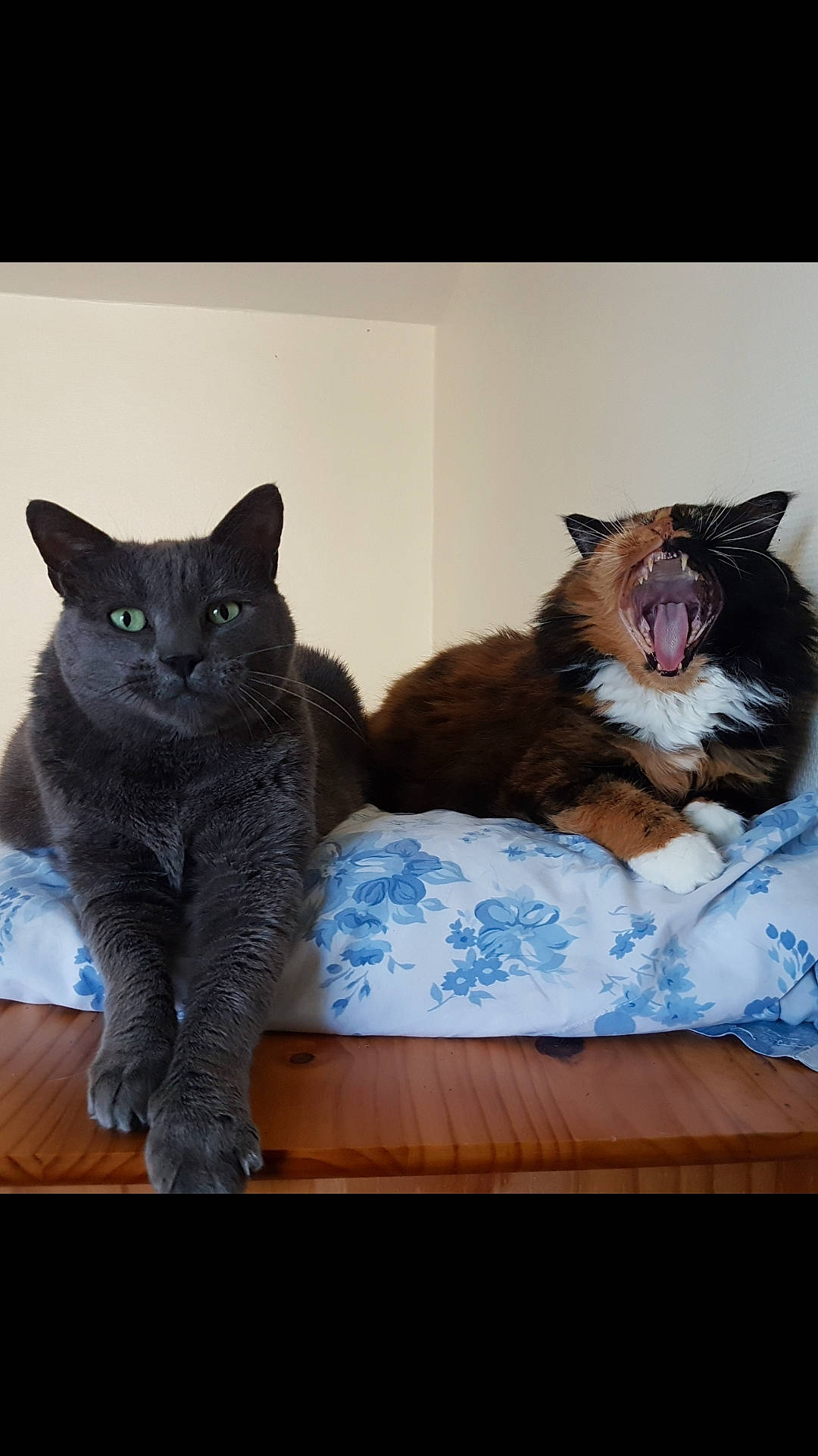 Calinette a rejoint le concours — aidez-le/la à gagner de superbes lots ! asian, black_cat, carnivore, cat, domestic_short_haired_cat, european_shorthair, felidae, fur, german_rex, kitten, maine_coon, mammal, polydactyl_cat, sitting, small_to_medium_sized_cats, vertebrate, whiskers