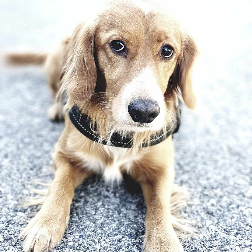 Major
