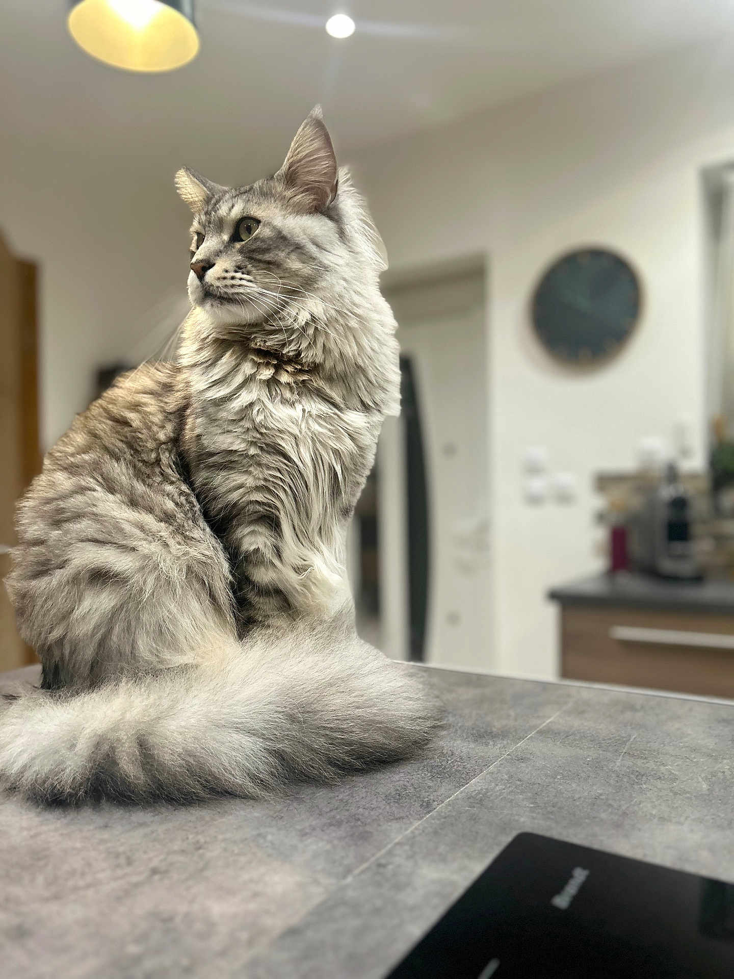 Tazz a rejoint le concours — aidez-le/la à gagner de superbes lots ! cat, fluffy, indoor, kitchen, countertop, gray_fur, long_hair, pet, domestic_animal, feline, tail, sitting, looking_away, soft_lighting, blurred_background, modern_interior, household, animal_portrait, cute, calm