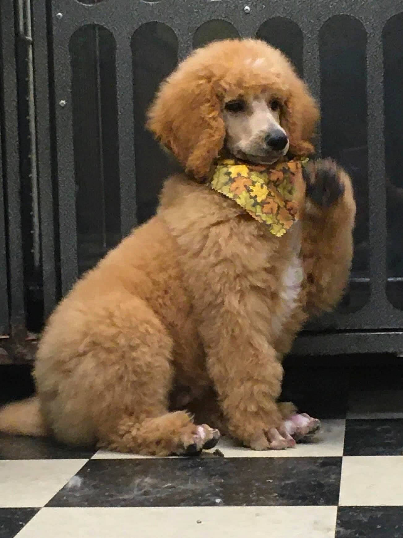 Bentley is registered to the contest to win money with this photo: canidae, carnivore, companion_dog, dog, dog_breed, door, fawn, fur, labradoodle, liver, non_sporting_group, poodle, poodle_crossbreed, puppy, sporting_group, standard_poodle, tail, toy_dog, water_dog, working_animal