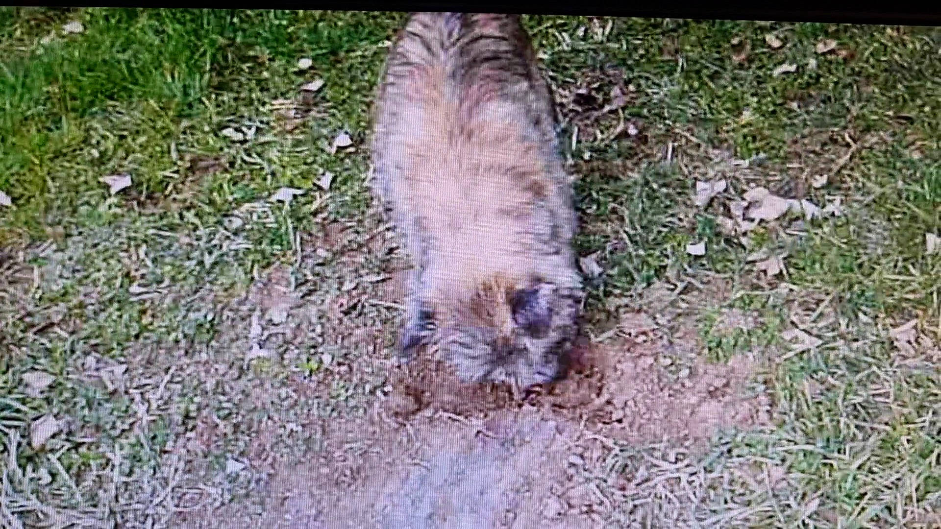 Jessie a rejoint le concours — aidez-le/la à gagner de superbes lots ! big_cats, canidae, carnivore, cat, dog_breed, felidae, fur, grass, groundcover, liver, paw, plant, small_to_medium_sized_cats, soil, tail, terrestrial_animal, terrier, whiskers