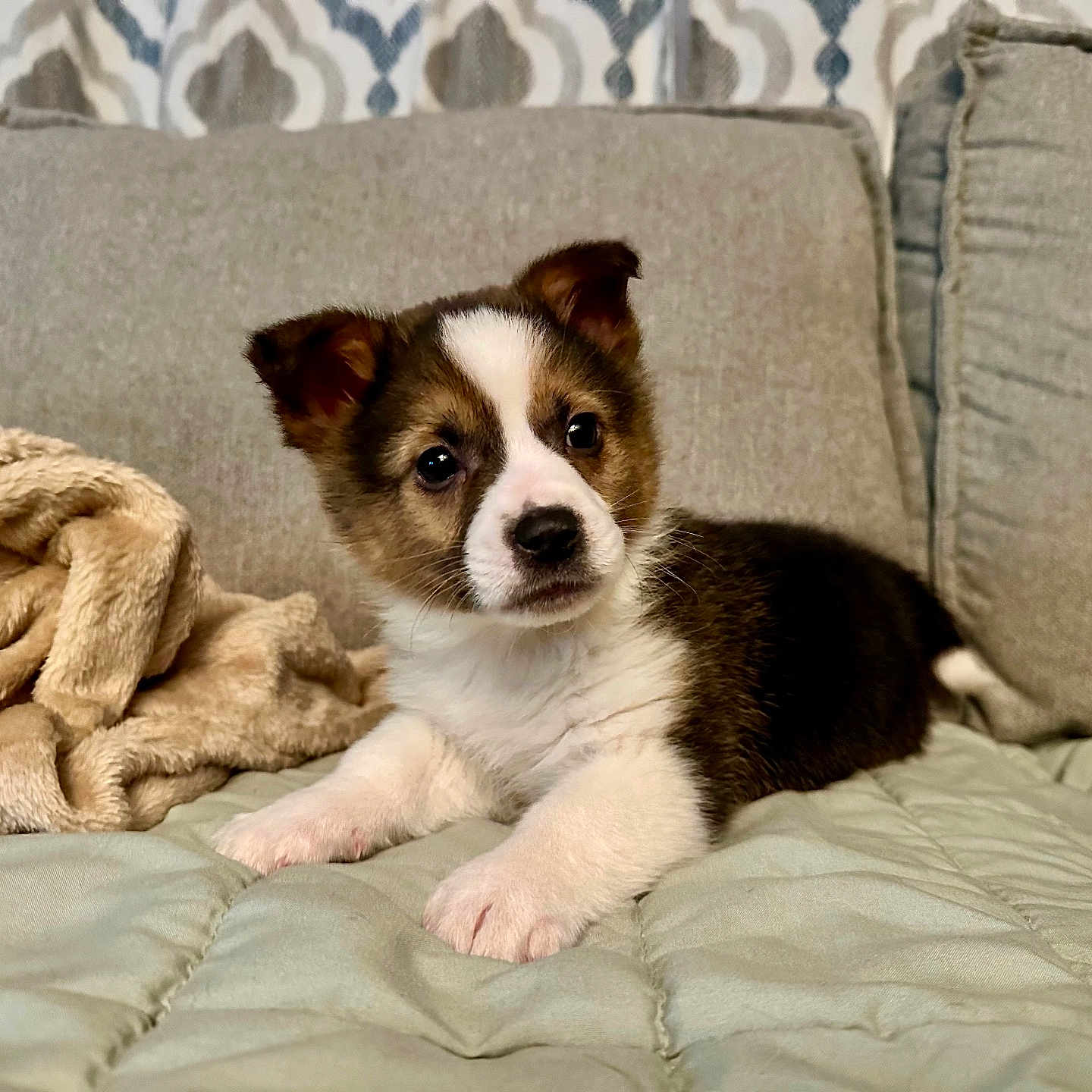 Bandit is registered to the contest to win money with this photo: animal, blanket, canine, cat, cockerspaniel, couch, cushion, dog, furniture, homedecor, husky, indoors, interiordesign, kitten, papillon, pet, pillow, puppy, quilt, snout