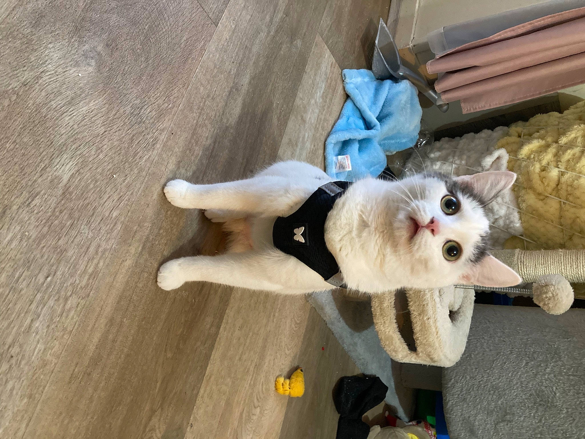 Tyka participe au concours pour gagner de l'argent avec cette photo : carnivore, collar, companion_dog, dog, dog_breed, dog_clothes, dog_supply, eyewear, fawn, felidae, flooring, fur, glasses, hardwood, pet_supply, sunglasses, tail, toy, toy_dog, wood