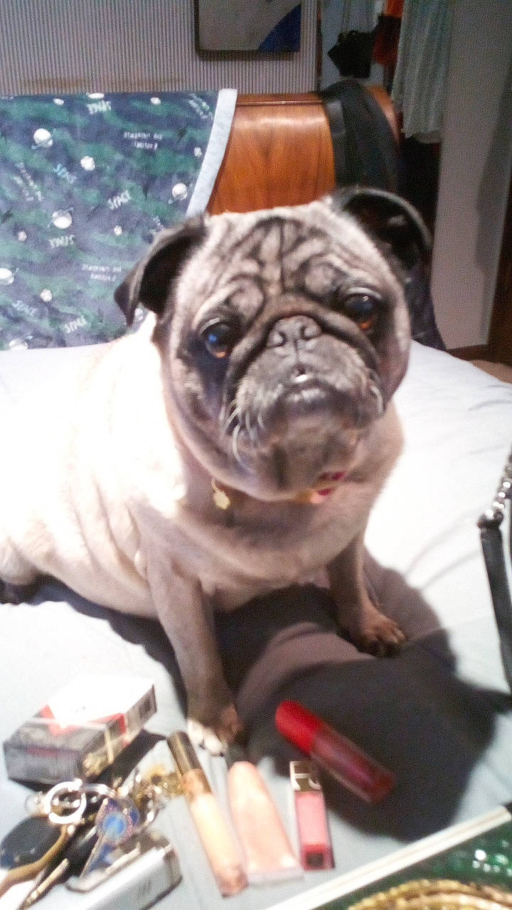 Pompom joined the competition — help win amazing prizes! ancient_dog_breeds, bulldog, canidae, carnivore, companion_dog, dog, dog_breed, dog_collar, fawn, french_bulldog, molosser, non_sporting_group, old_english_bulldog, pug, puppy, snout, sporting_group, toy_dog, whiskers, wrinkle