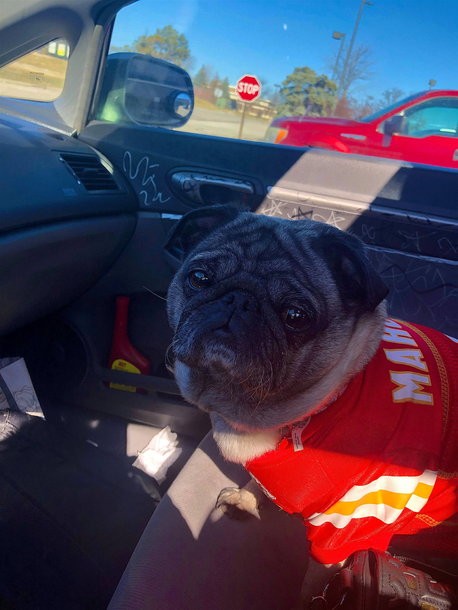 Pompom is registered to the contest to win money with this photo: automotive_design, automotive_exterior, automotive_lighting, automotive_tire, car, car_seat_cover, carnivore, companion_dog, dog, dog_breed, fawn, hood, light, motor_vehicle, personal_luxury_car, sky, steering_wheel, vehicle, vehicle_door, window