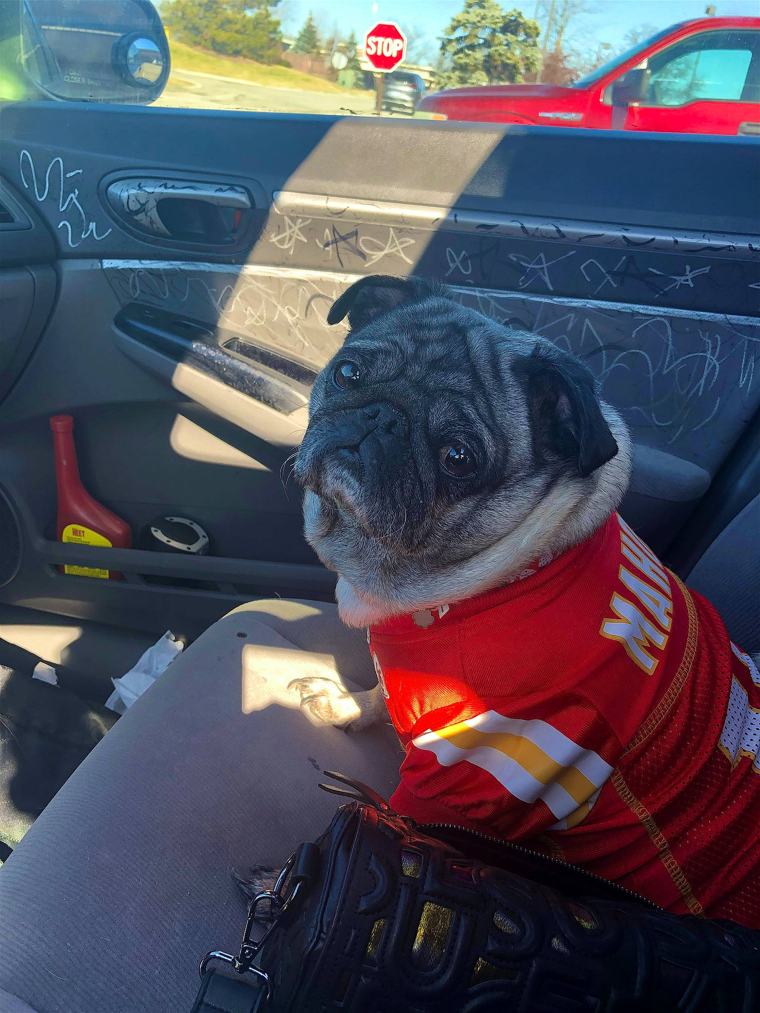 Pompom joined the competition — help win amazing prizes! automotive_design, automotive_exterior, automotive_lighting, automotive_tire, car, carnivore, collar, companion_dog, dog, dog_breed, dog_clothes, fawn, hat, hood, land_vehicle, light, motor_vehicle, pug, vehicle, vehicle_door