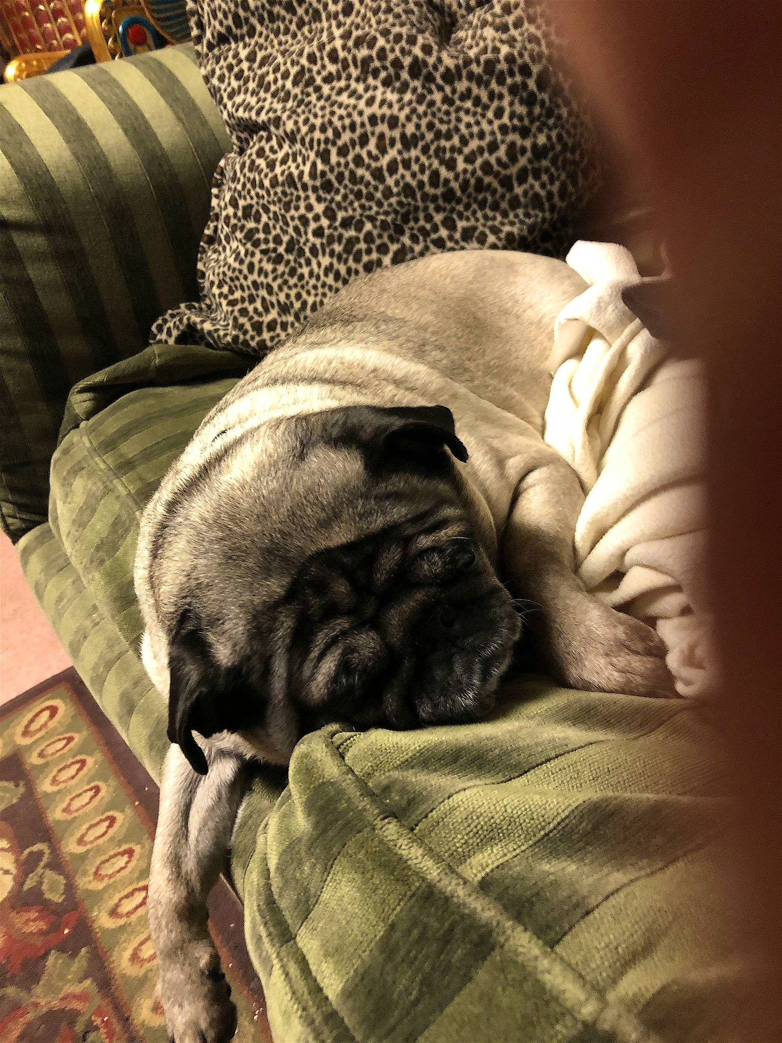 Pompom joined the competition — help win amazing prizes! bedding, bored, canidae, carnivore, comfort, companion_dog, couch, dog, dog_breed, fawn, felidae, fur, grey, linens, monochrome, snout, sporting_group, tints_and_shades, working_animal, wrinkle