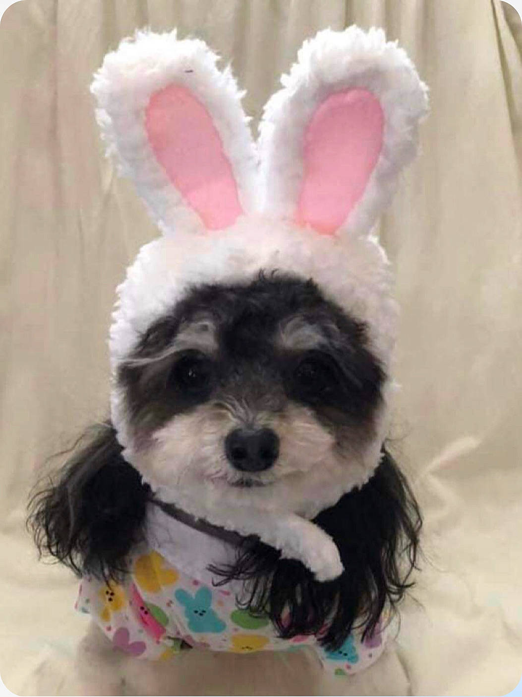 Toby is registered to the contest to win money with this photo: ball, carnivore, companion_dog, dog, dog_breed, dog_clothes, dog_collar, dog_supply, ear, fashion_accessory, fawn, fur, happy, pattern, snout, toy, toy_dog, whiskers, white, working_animal