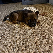 Hazel joined the competition — help win amazing prizes! puppy, dog, cute, brown_fur, lying_down, looking_at_camera, eyes, ears, face, woven_rug, carpet, indoor, pet, small, cozy, floor, toy, chew_toy, portrait, home