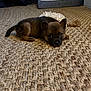 puppy, dog, cute, brown_fur, lying_down, looking_at_camera, eyes, ears, face, woven_rug, carpet, indoor, pet, small, cozy, floor, toy, chew_toy, portrait, home
