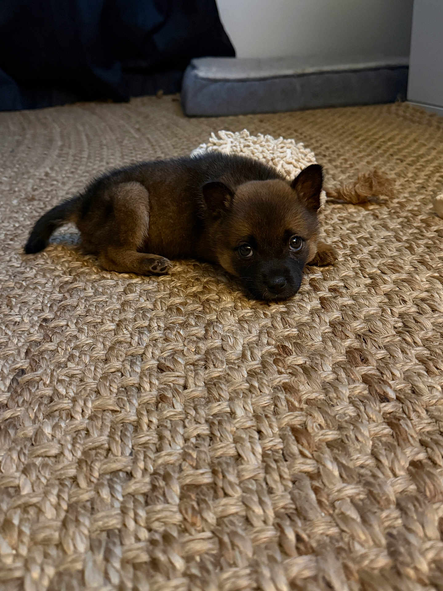 Hazel joined the competition — help win amazing prizes! puppy, dog, cute, brown_fur, lying_down, looking_at_camera, eyes, ears, face, woven_rug, carpet, indoor, pet, small, cozy, floor, toy, chew_toy, portrait, home