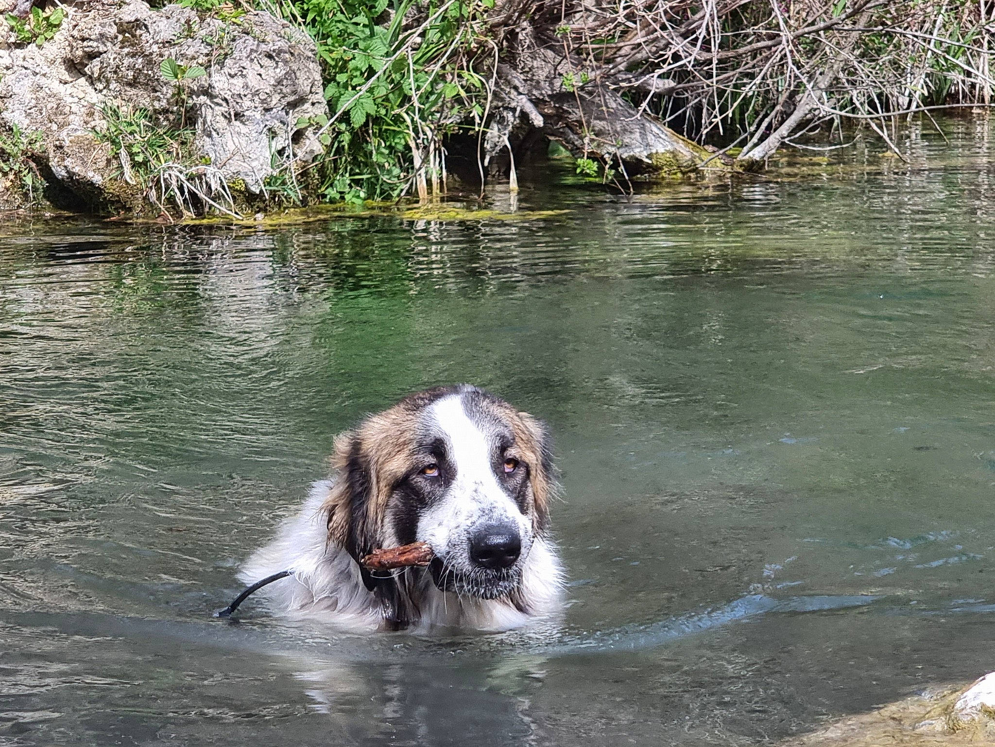 Sushi a rejoint le concours — aidez-le/la à gagner de superbes lots ! bank, body_of_water, carnivore, companion_dog, dog, dog_breed, fluvial_landforms_of_streams, gun_dog, lake, liquid, natural_landscape, nature, plant, snout, sporting_group, stream, water, water_resources, watercourse, working_animal