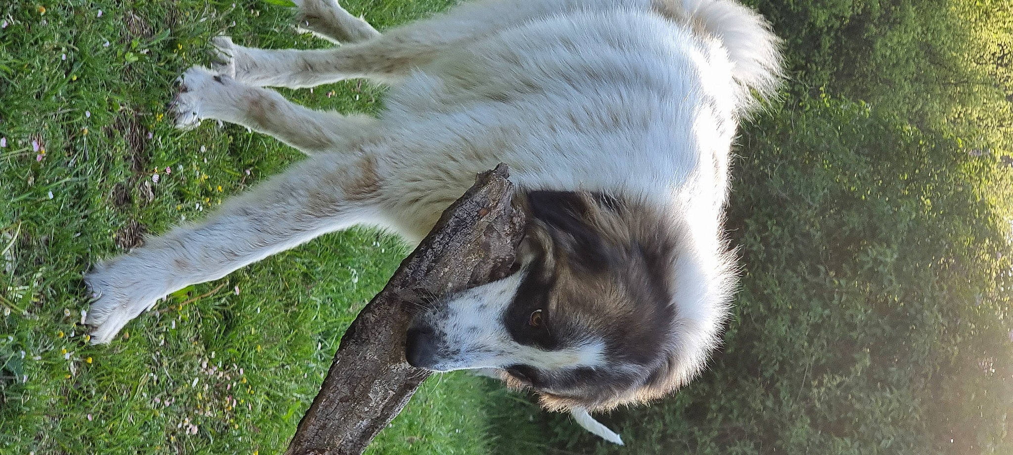 Sushi participe au concours pour gagner de l'argent avec cette photo : canidae, carnivore, cat, claw, dog_breed, fawn, felidae, fur, grass, marsupial, plant, small_to_medium_sized_cats, sporting_group, tail, terrestrial_animal, terrestrial_plant, tree, whiskers, wildlife, zoo