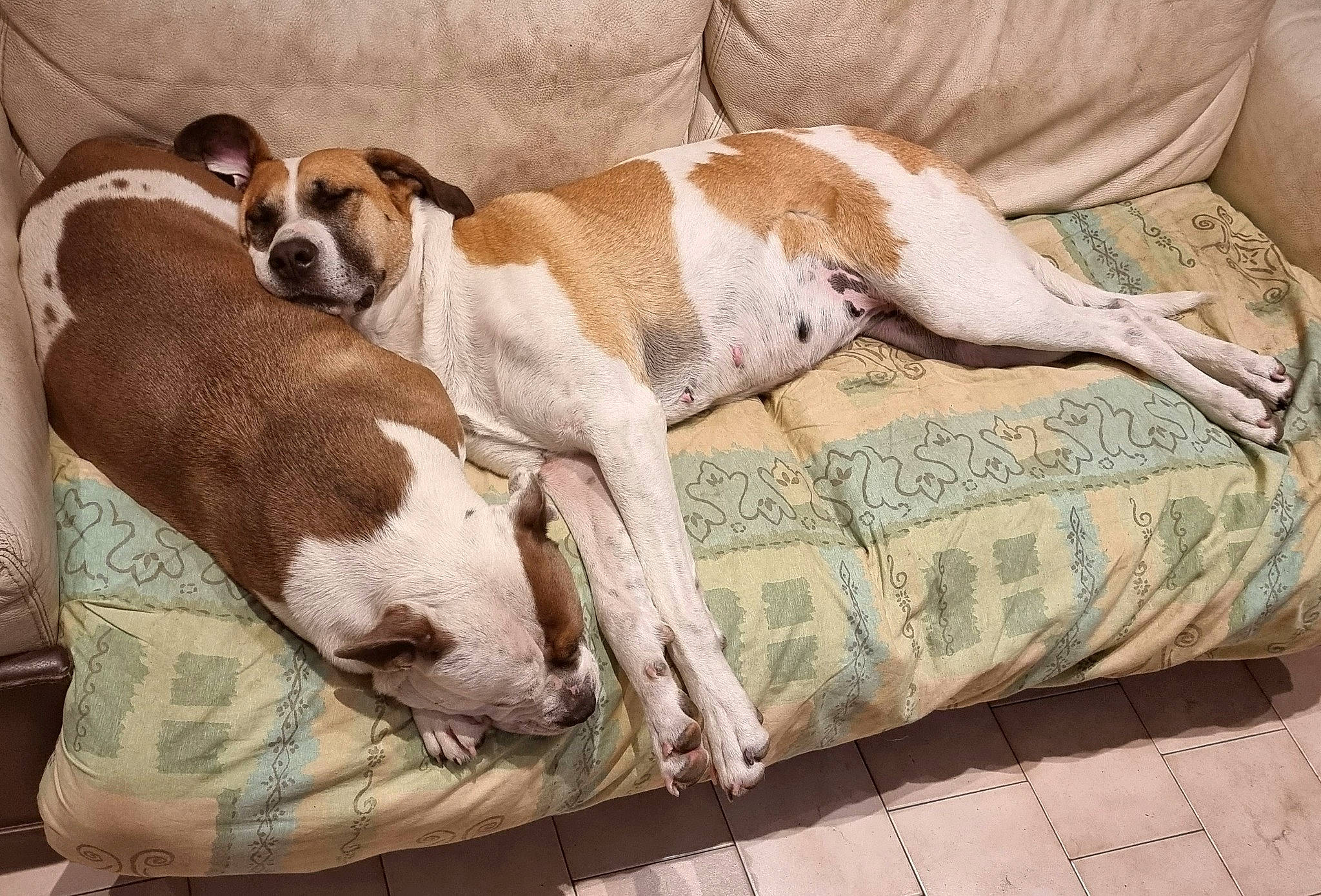 Nala participe au concours pour gagner de l'argent avec cette photo : bedding, canidae, carnivore, comfort, companion_dog, dog, dog_breed, fawn, hardwood, linens, nap, non_sporting_group, puppy, snout, sporting_group, terrestrial_animal, working_animal